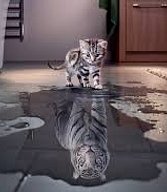 Cat Lion Reflection 1